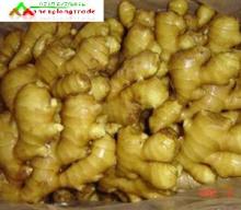 2011 best quality chinese fresh ginger
