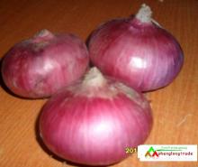 best quality chinese fresh red onion