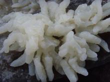 salted jelly fish