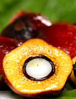 Crude Palm Oil