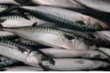 Fresh and frozen Fish