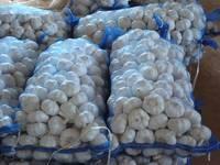 Fresh garlic