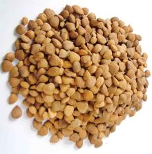 APRICOT KERNEL