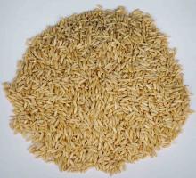 HULLED OAT