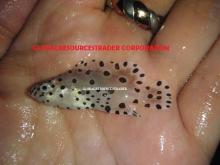 mouse grouper juvenile