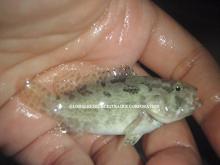 tiger grouper juvenile