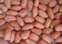 Raw Peanuts
