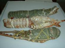 frozen giant seafood