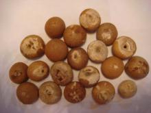 Herb medicine  beetle  nut