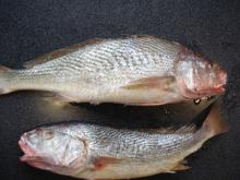 Yellow Croaker Whole Round