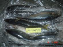 Mackerel (Scomber japonicus)