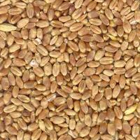 Milling Wheat