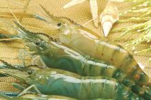 Fresh Water Shrimp,Scampi HOSO