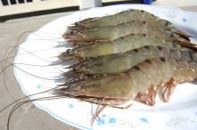 Black Tiger Shrimp(Penaeus monodon) HOSO