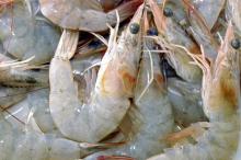 White Prawn (Penaeus indicus)