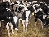 Pregnant  Holstein   Heifers 