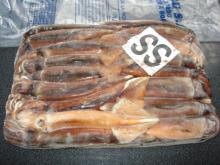 Illex Squid