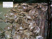 Live Mud Crabs - From 200 to 1000 grams
