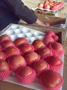 Shaanxi Fuji Apple Manufacturer
