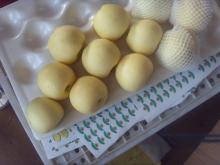 2011 golden delicious  apple   factory 