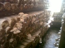 Oyster mushroom fresh