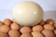 First Quality Blown  Ostrich   Egg   Shells  -  Ostrich   Egg s for sale