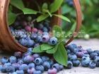 Blueberry Extract