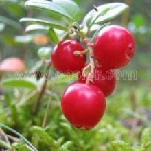  Lingonberry   Extract 