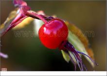 Rose Hip Extract