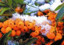 Sea buckthorn Extract