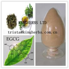 Green Tea Extract