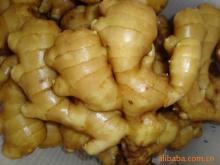 Guanghe Ginger New 2011 Corps
