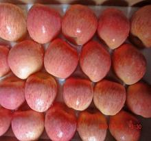 Fresh Red Fuji Apples