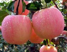 Supplying Guanghe Red Fuji Apples