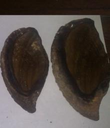 MUREX OPERCULUM OF HIGH GRADE