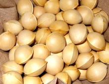 GINKGO NUTS OF HIGH GRADE