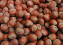 HAZEL NUTS OF HIGH GRADE