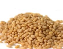 PINE NUTS OF HIGH GRADE