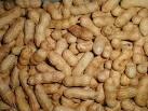 Raw Peanuts