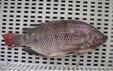  gutted  and  scaled   tilapia 