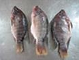 whole round tilapia