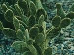 Pear cactus Extract