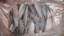  FROZEN   MACKEREL  FILLET