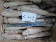  FROZEN   LOLIGO 