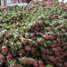 fresh dragon fruit in Vietnam