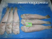 FROZEN WHOLE RED HORSEHEAD FISH ( AMADAI)