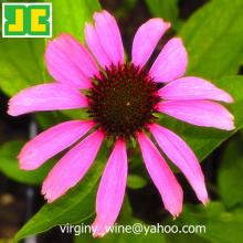 Choric acid from Echinacea Purpurea Extract