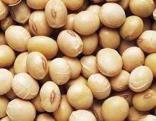 Non gmo organic Soybean