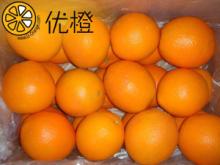 Fresh Citrus Fruit Big Navel Orange