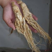 American Ginseng Root Extract